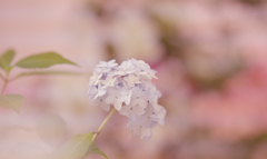 山アジサイ展・１＿１