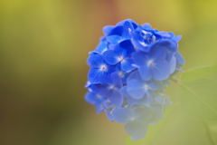 アジサイ・３５