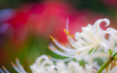 彼岸花・２