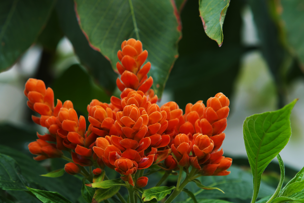 アフェランドラ シンクレイリアナ