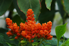 アフェランドラ シンクレイリアナ