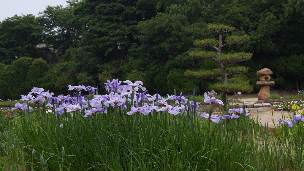 花菖蒲３０＿３