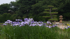 花菖蒲３０＿３