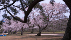 桜・萩城跡２＿４