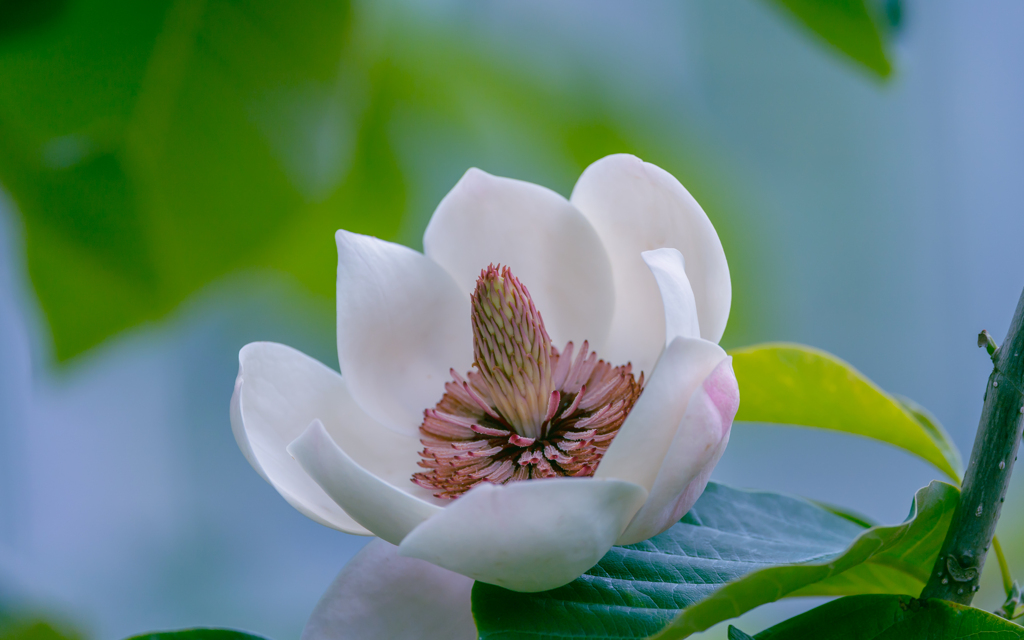 受咲大山蓮華