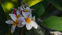 ベニバナインドソケイ