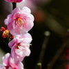 見納めの梅花・８