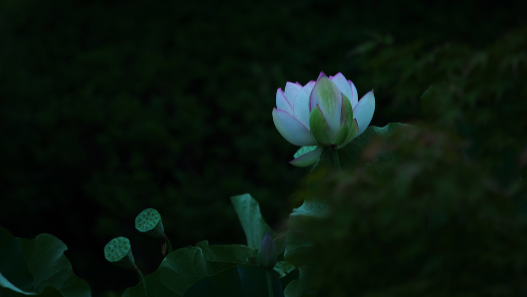 孫文蓮＿３０−１６