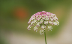 初夏の花・２＿１
