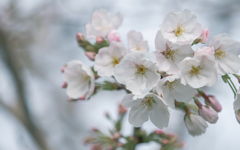 桜・７＿４