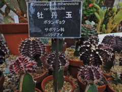 サボテン・５