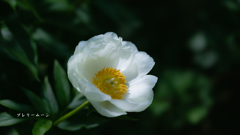 白い花＿１５