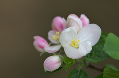 ケントの花・１