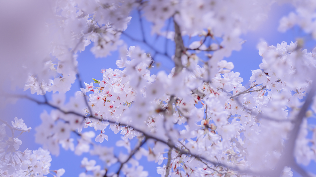 桜・２＿１
