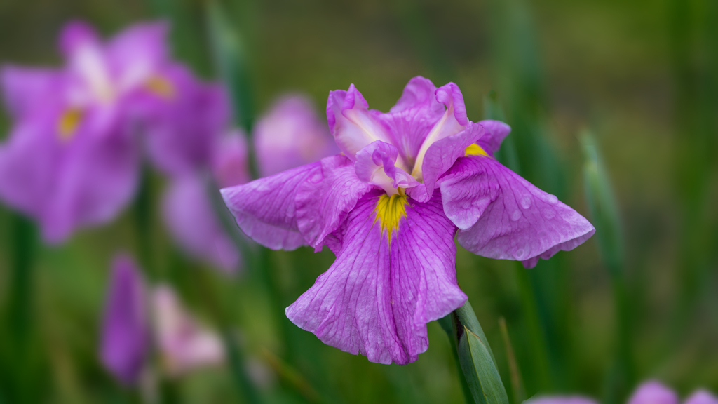 花　菖　蒲・２