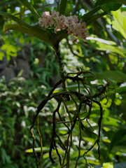 リンコスティリス　ギガンテア