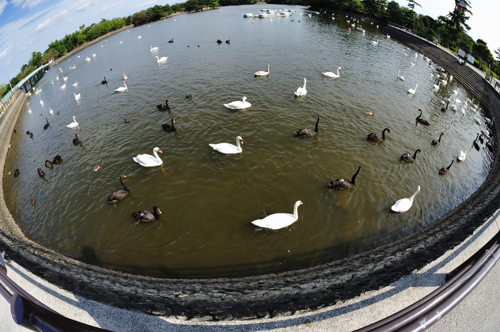 魚眼の眼・ときわ公園１