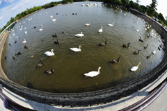 魚眼の眼・ときわ公園１