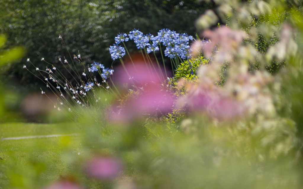 梅雨の花・１１