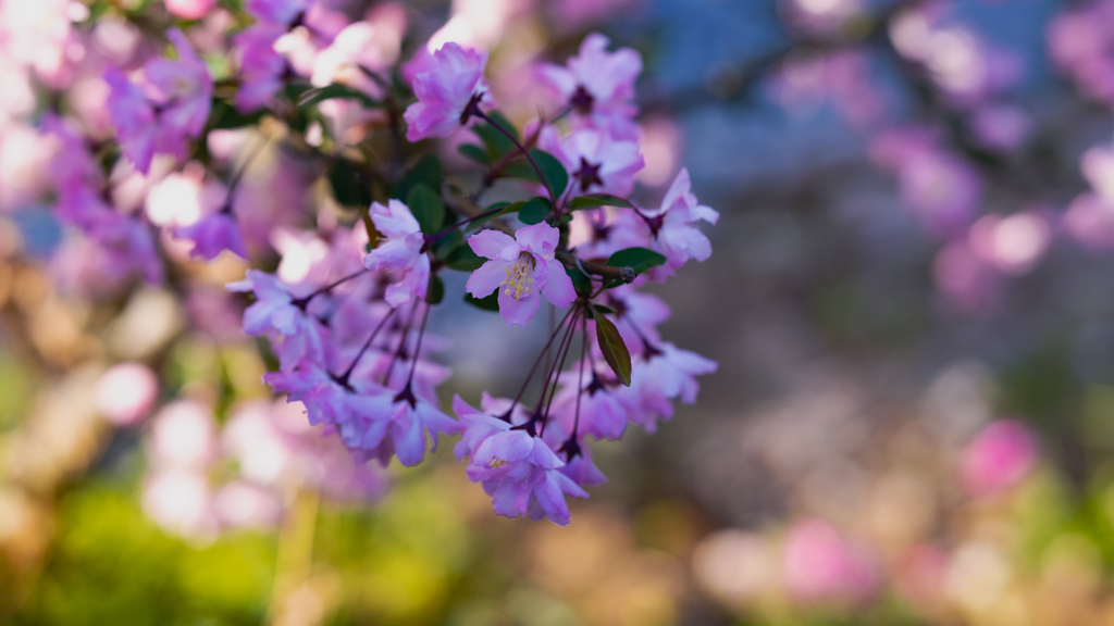 花海棠・１１