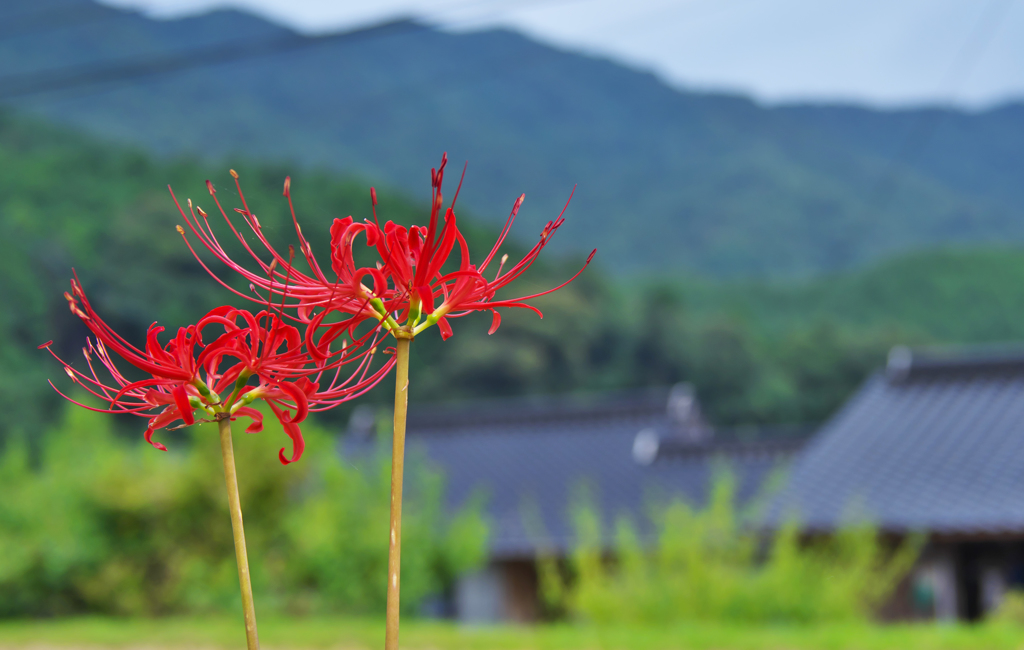 彼岸花・１２