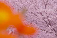 春はサクラ色・１１