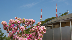 大平山 山頂公園のツツジ＿１９・４