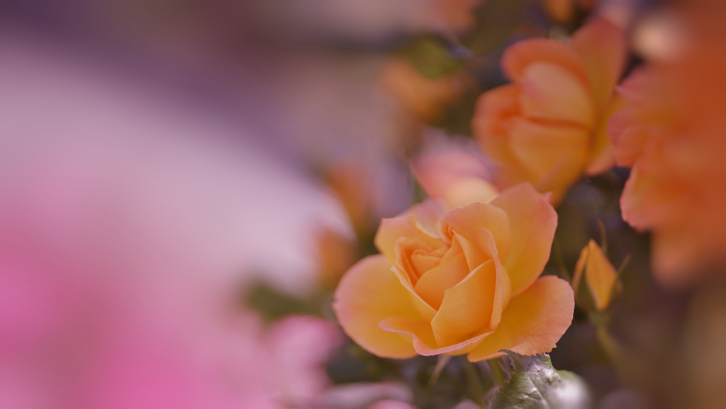 春バラ・３０＿３４