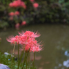彼岸花・１７