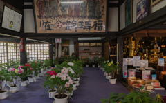 冬牡丹＿１・龍蔵寺