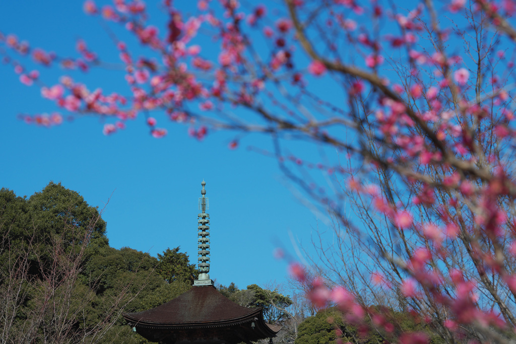 梅花と五重塔＿５