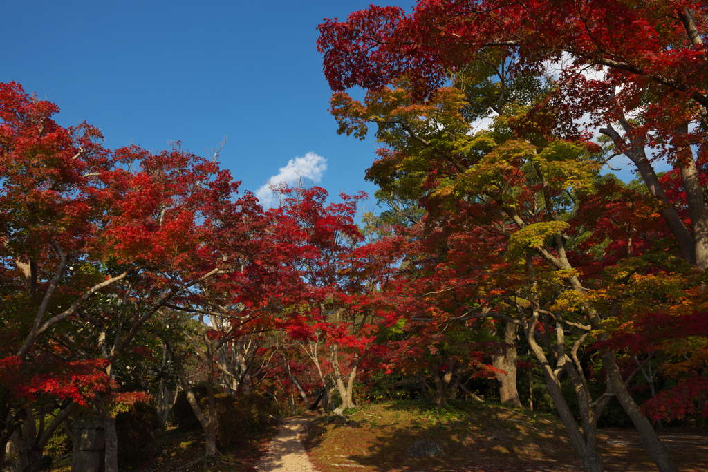 紅葉＿毛利氏庭園・３０＿２０