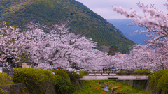 桜・一の坂川５