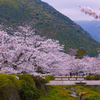 桜・一の坂川５