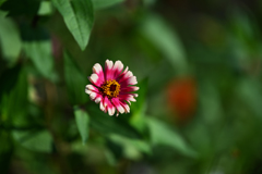 NIKON Z7 試写・５