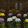 防府菊花展＿１３