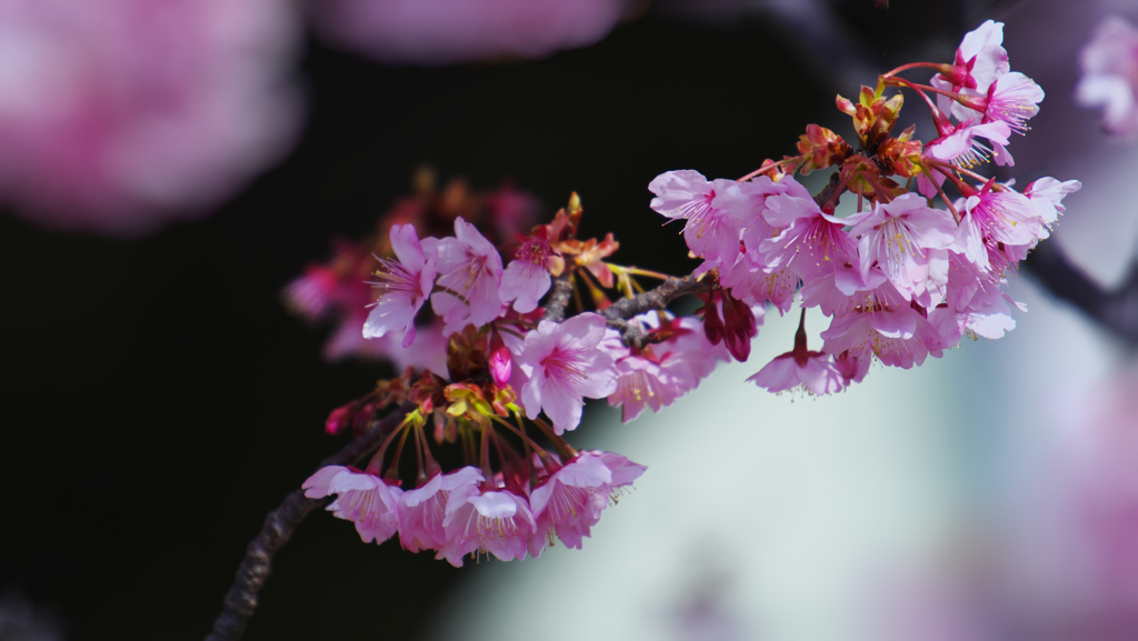 寒桜・１