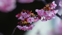 寒桜・１