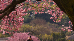 寒桜・１０