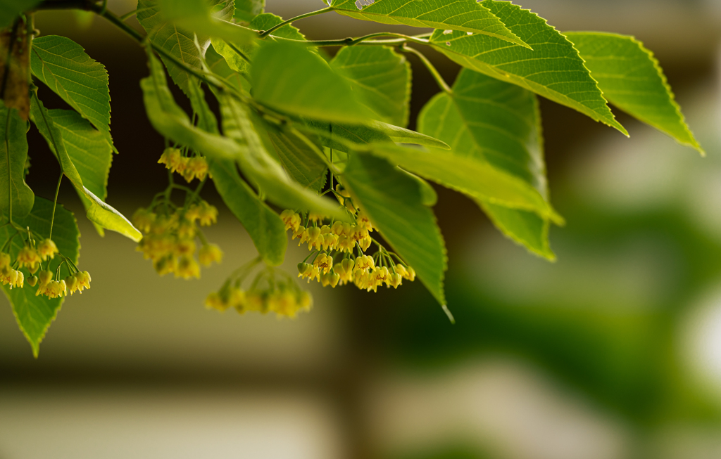 菩提樹の花・１