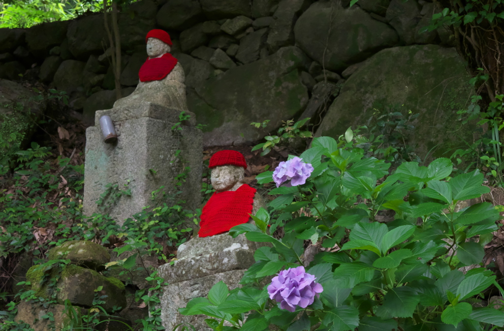紫陽花３０＿２６