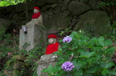紫陽花３０＿２６