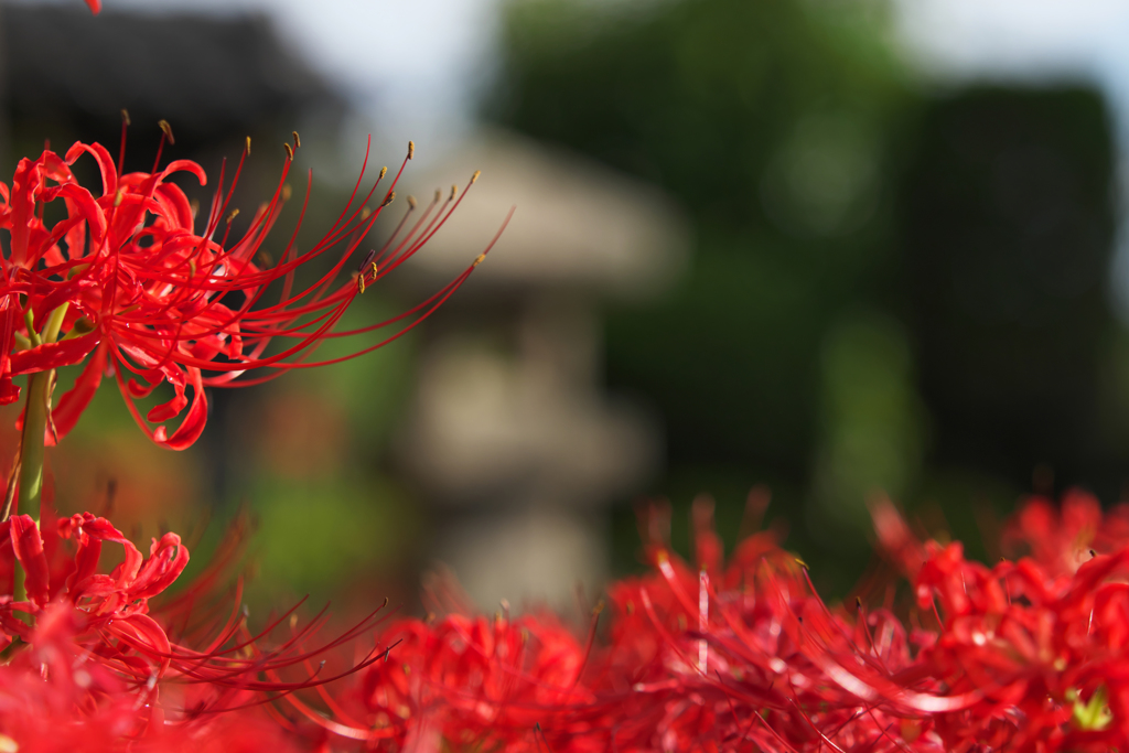 彼岸花・３０＿３０