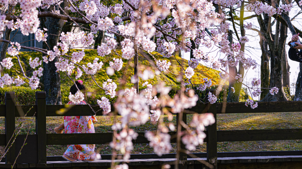 桜・維新公園１０