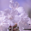 石楠花・１６