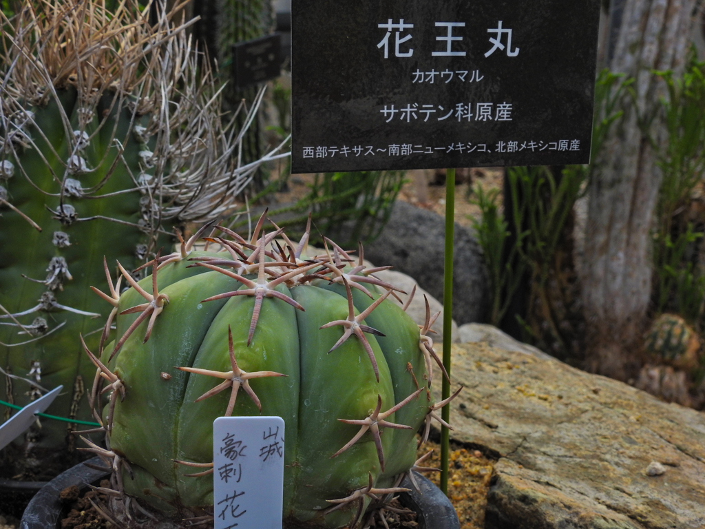 花王丸（カオウマル）