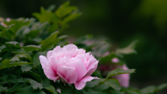 春 光 寿（しゅんこうじゅ）