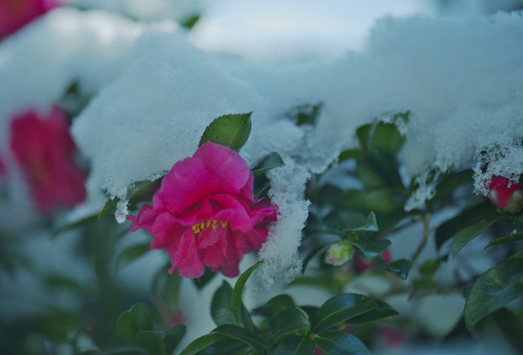 山茶花＿１２