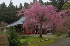 しだれ桜・６