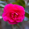 山茶花・４